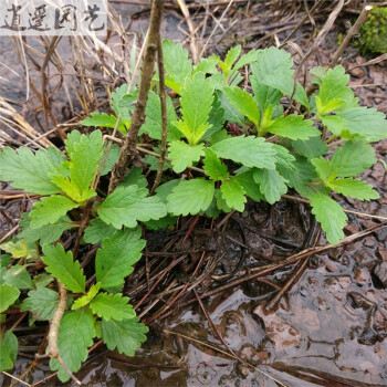 逍遥野生兰香草苗山薄荷 宝塔花蓝花草 中草药芳香植物独脚球新鲜苗