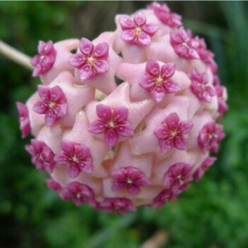 chuangshiji 盆栽爬藤攀援花卉绿植银斑球兰花绿叶球兰大苗球兰花苗