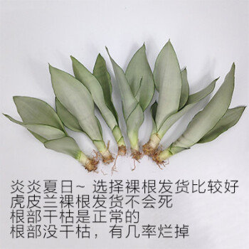 橘生 绿植白玉虎皮兰虎尾兰小盆栽室内清新植物盆景 裸根6棵不含土 带