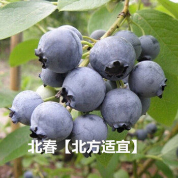 蓝莓苗 蓝莓树苗 盆栽地栽蓝莓树 当年结果南方北方果树苗果树苗 北春