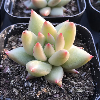 流星 多肉植物 单头3-5厘米 裸根不带土
