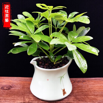 【迎桂】鸭掌木鸭脚木七叶莲盆栽室内客厅桌面吸盆景绿植 鸭脚木角图片