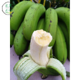 5斤装 海南香蕉 青皮 芽蕉 水果海南青香蕉