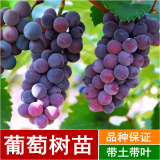葡萄苗夏黑提子巨峰葡萄树苖南北方种植盆栽地爬藤带土带叶发货
