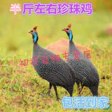 肉鸡苗批发土鸡活体鸡大型脱温鸡红毛大公鸡三黄鸡散养土鸡五黑鸡苗