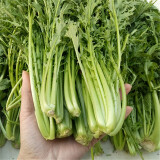 新鲜雪菜 鲜嫩蕻九头菜雪里红芥腊菜腌制咸菜5斤