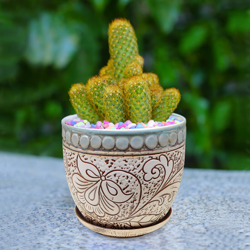 网络seo万金手指花总二十 京东