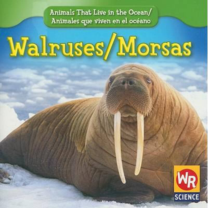 walruses morsas