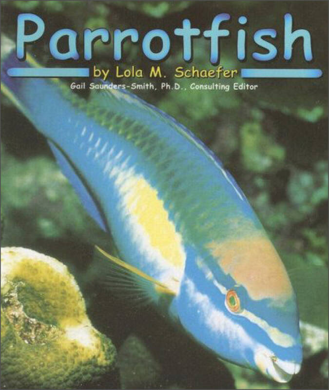 parrotfish (ocean life) 自营