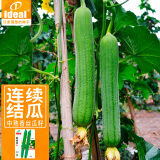 IDEAL理想农业 长香丝瓜种子肉丝瓜种籽早熟春季盆栽蔬菜种子5g*1袋