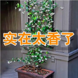 紫兮澜风车茉莉爬藤浓香型花卉长藤四季常青室外庭院茉莉耐寒耐热 【白色】3年苗【带分支】 带土球发货