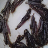 哈吉熊 鱼苗活体鲶鱼苗大草鱼鲫鱼苗金大头鱼苗罗菲鱼苗青鱼苗黑鱼苗