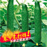 小黄瓜种子
