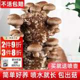 禹知蔬蘑菇种植包平菇菌包家庭种香菇菌种菌菇种子椴木棒可食用菌种包 香菇种植菌包 1个（约2斤）