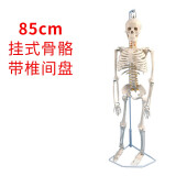 85CM人体骨骼模型骨架人体模型成人小白骷髅教学脊椎全身骷髅标本带脊柱神经带椎间盘 肌肉着色韧带 B款85cm挂式骨骼带椎间盘及神经
