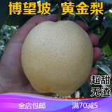 【雪梨黄金梨】雪梨黄金梨哪款好?看实拍,买好货!- 京东优评
