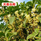 天香台阁桂花