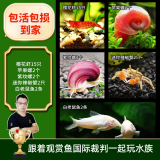 云峰海瑞黑壳虾清洁虾观赏虾 鱼缸水族箱水草缸清洁除藻淡水 虾螺蟹鱼清洁套餐