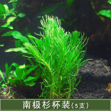 南极杉水草