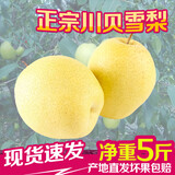 【特产雪梨水梨】特产雪梨水梨哪款好?看实拍,买好货!- 京东优评
