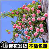 花友藤本月季花苗月季花树苗盆栽特大花苗庭院爬藤植物阳台蔷薇爬墙 粉龙沙宝石【爬藤】大苗 1-1.3米高度多分叉