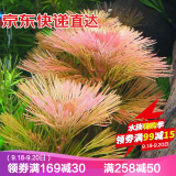 水草三重唱