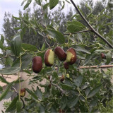 枣树活苗当年结果地栽枣子树苗南方北方种植枣树嫁接苗特大青枣苗 伏脆蜜4年嫁接苗(当年结果)