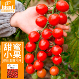 IDEAL理想农业 番茄种子水果西红柿种子蔬菜樱桃小番茄种籽100粒*1包