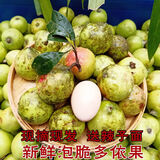 酸子果