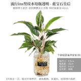 客厅观叶绿植四季常青好养彩色粗肋草植物 水培竖纹白--110蓝宝石皇后