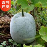 都好吃春秋季播种疏蔬莱菜子菜种籽家庭田园种植四季易种菜瓜菜籽菜仔