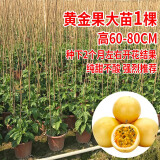 广西百香果苗紫香一号黄金果满天星鸡蛋果种苗树苗盆栽当年结果 黄金