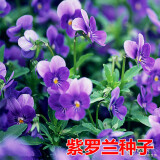 播种心情太阳花种子重瓣混色四季开花庭院阳台盆栽易活室内外 紫罗兰500粒 紫色花