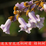 兰考紫花泡桐大果泡桐中国梧桐树苗速生泡桐树根 紫花泡桐直径2公分
