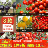 花沃里8款西红柿种子大全 蔬菜种子阳台花盆栽小番茄黑钻石紫珍珠大番茄