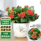 泰西丝长寿花盆栽花苗花卉植物 红色长寿花+梅兰好合陶瓷盆
