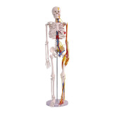 85CM人体骨骼模型骨架人体模型成人小白骷髅教学脊椎全身骷髅标本带脊柱神经带椎间盘 肌肉着色韧带 E款85cm骨骼带心脏血管神经