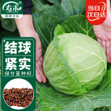 寿禾 甘蓝种子包菜卷心菜籽春冬季蔬菜种籽 潍丰绿甘蓝种子1000粒