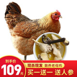 【买一只送一只】农谣 新鲜2年散养土鸡杀前3斤左右 老母鸡肉生鲜整鸡