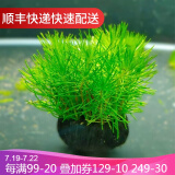 南极杉水草
