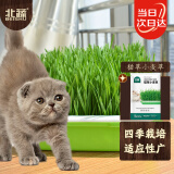 北蔬猫草种子土培小麦草可榨汁喝无土栽培 猫草小麦草种子100g