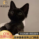 云轩宠物【签订正规合同】德文卷毛猫幼猫纯种柯尼斯猫纯黑红虎斑猫