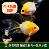 云峰海瑞 小型热带鱼观赏鱼活体红绿灯鱼淡水水族鱼宠物虎(四间鱼)皮鱼 金波子鱼2条（2-3CM）