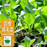 IDEAL理想农业 鸡毛菜种子四季小青菜绿叶菜种籽盆栽蔬菜种子10g*1袋