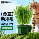 网易天成猫咪零食猫草种子猫草盆栽无土懒人水培猫草杯