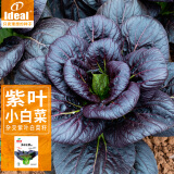 IDEAL理想农业 紫罗兰油菜种子紫色油菜种孑小青菜白菜四季蔬菜种子紫