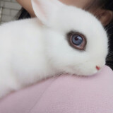 【暮秋小主】正规家养巨型安哥拉长毛兔侏儒猫猫垂耳兔子活体霜白色