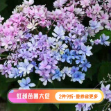 虹越（HONGYUE）大花绣球花盆栽苗 无尽夏花手鞠铆钉绣球八仙花庭院阳台花卉 佳澄 1加仑