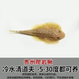 冷水清洁鱼贵州爬岩鳅双吸盘除藻清理残渣吃青苔不加温鱼缸清洁工 2-3cm小贵爬2条