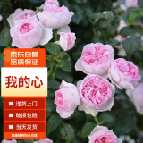 墨一藤本月季爬墙玫瑰蔷薇花苗庭院四季开花 我的心 1.5-1.6M
